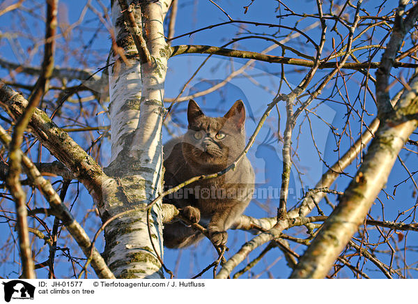 Katze klettert auf Baum / cat climbs on tree / JH-01577