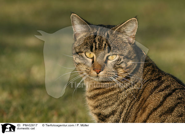 domestic cat / PM-02817