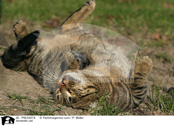 Hauskatze / domestic cat / PM-02819