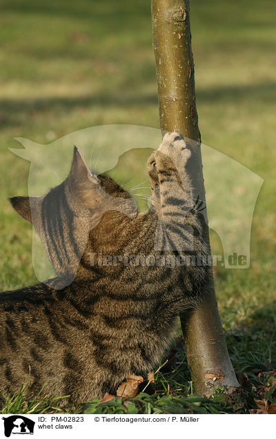 Krallen wetzen / whet claws / PM-02823