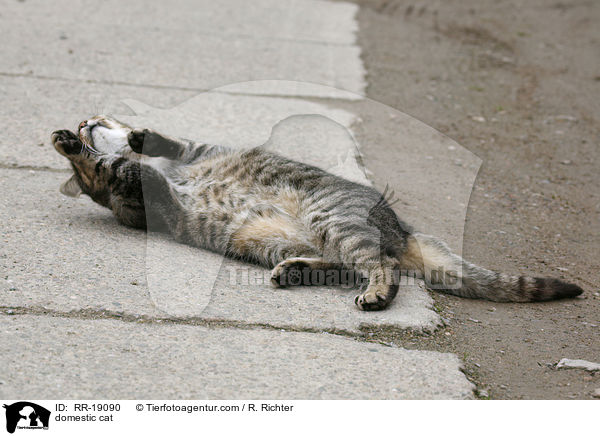 Hauskatze / domestic cat / RR-19090