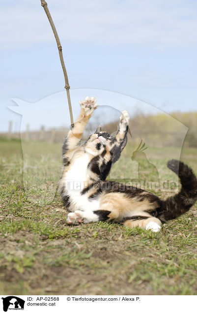 Freig�nger Hauskatze / domestic cat / AP-02568