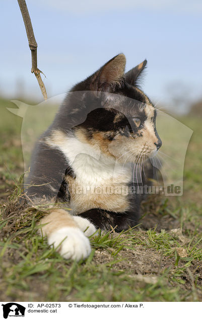 Freignger Hauskatze / domestic cat / AP-02573