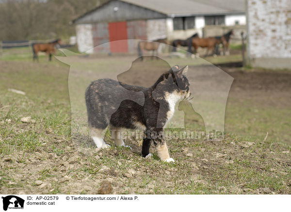 domestic cat / AP-02579