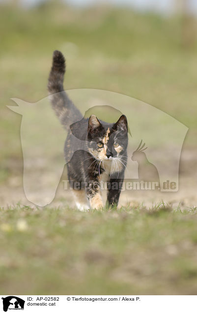 domestic cat / AP-02582