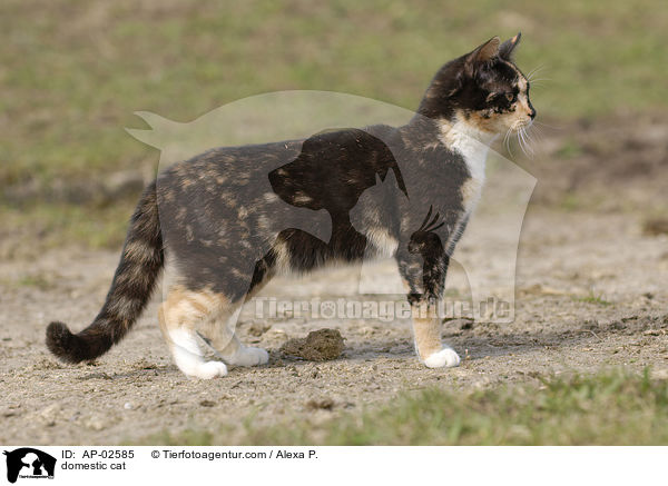 domestic cat / AP-02585