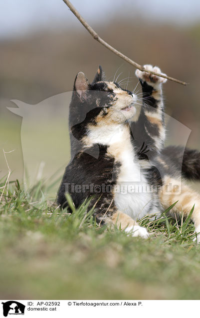 domestic cat / AP-02592