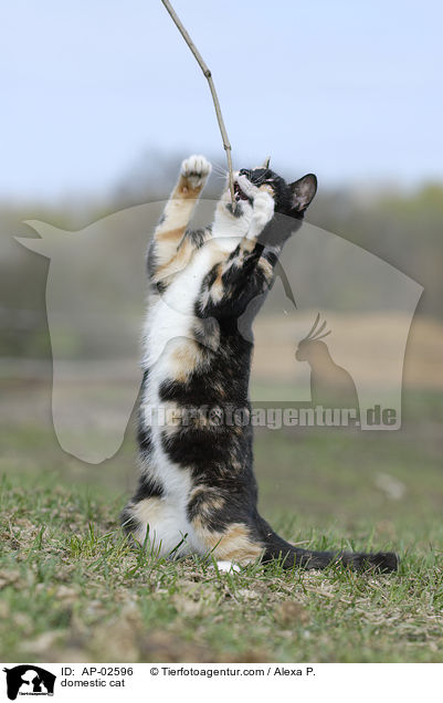 Freignger Hauskatze / domestic cat / AP-02596