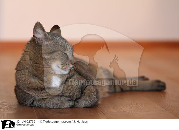 Hauskatze / domestic cat / JH-02732