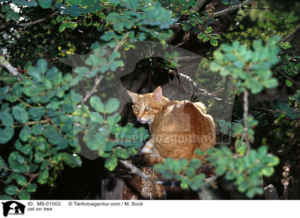 Katze auf Baum / cat on tree / MS-01002
