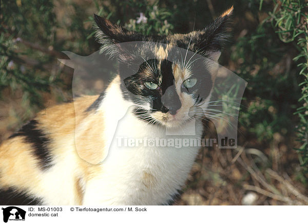 Hauskatze / domestic cat / MS-01003