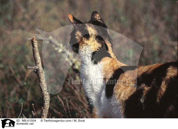 domestic cat / MS-01004