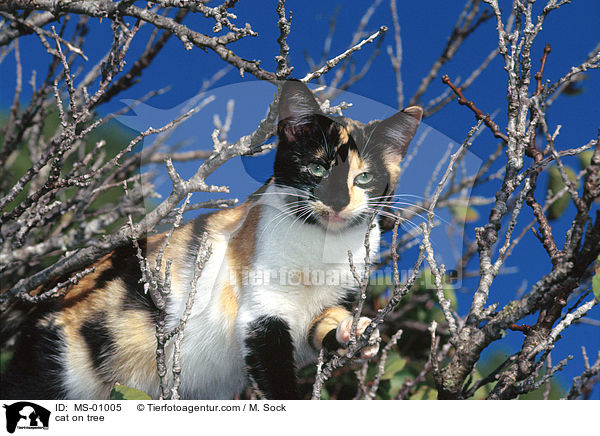 Katze auf Baum / cat on tree / MS-01005