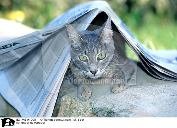 Katze unter Zeitung / cat under newspaper / MS-01008