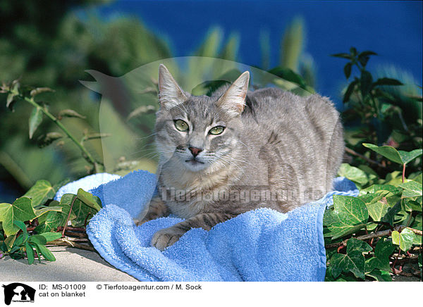 Katze auf Decke / cat on blanket / MS-01009