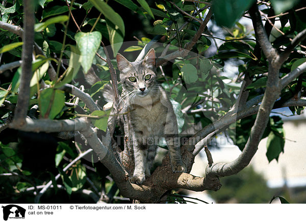 Katze auf Baum / cat on tree / MS-01011