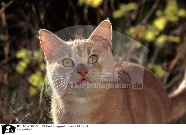 Hauskatze Portrait / cat portrait / MS-01015