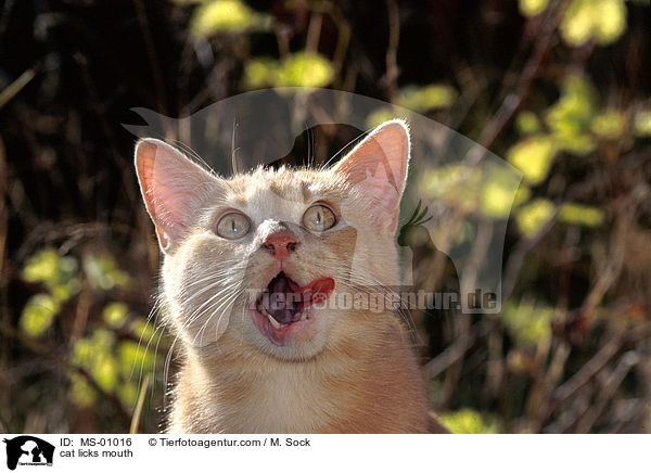 Katze schleckt sich das Maul ab / cat licks mouth / MS-01016