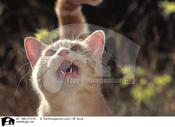 maunzende Katze / mewlingly cat / MS-01018