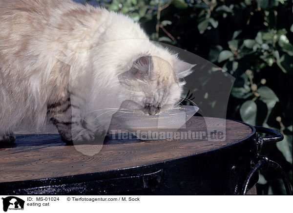 fressende Katze / eating cat / MS-01024