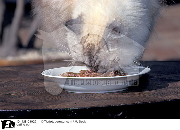 fressende Katze / eating cat / MS-01025