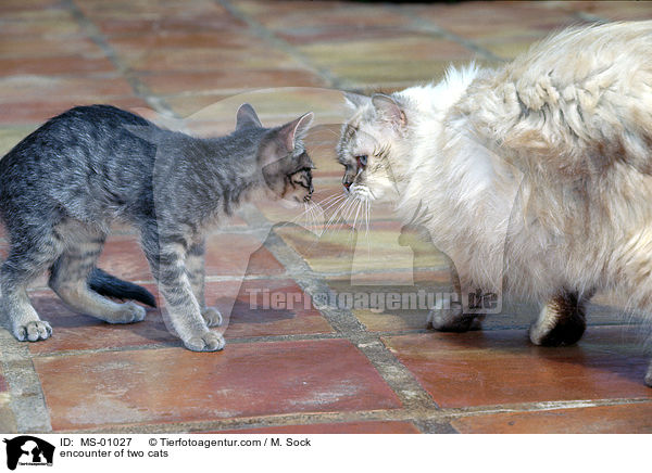 Begegnung zweier Katzen / encounter of two cats / MS-01027