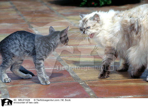 Begegnung zweier Katzen / encounter of two cats / MS-01028