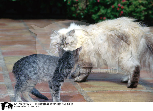 Begegnung zweier Katzen / encounter of two cats / MS-01029