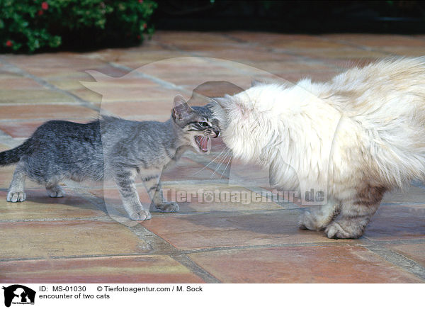 Begegnung zweier Katzen / encounter of two cats / MS-01030