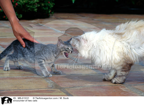 Begegnung zweier Katzen / encounter of two cats / MS-01031
