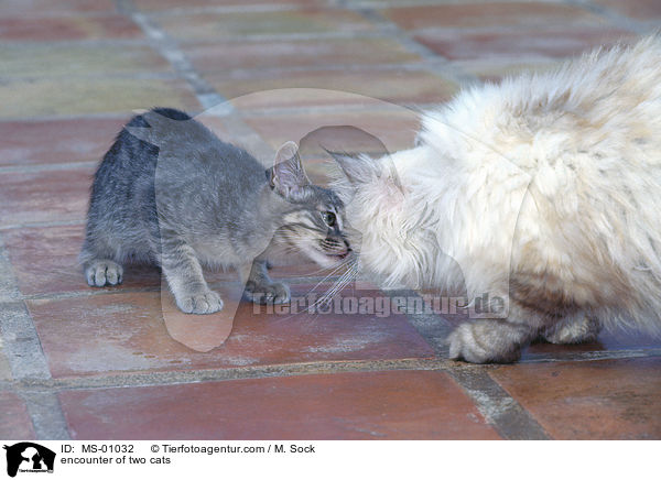 Begegnung zweier Katzen / encounter of two cats / MS-01032
