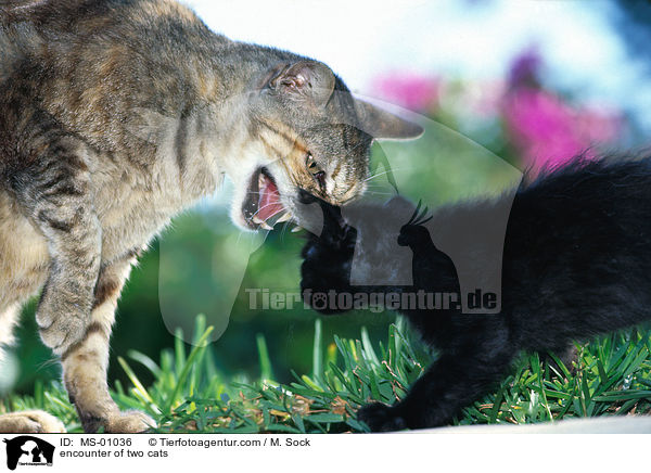 Begegnung zweier Katzen / encounter of two cats / MS-01036