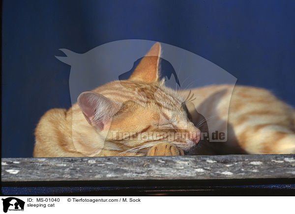 schlafende Katze / sleeping cat / MS-01040