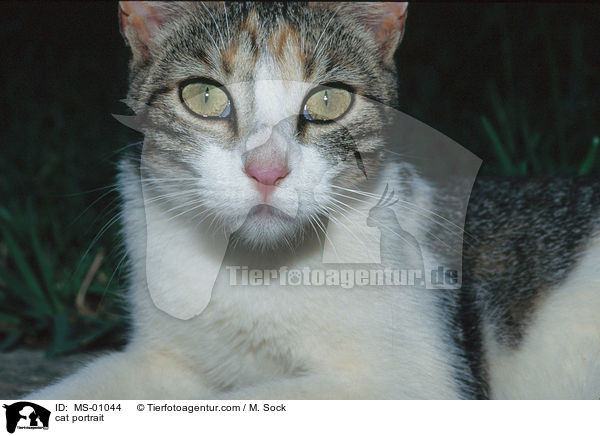 Hauskatze Portrait / cat portrait / MS-01044