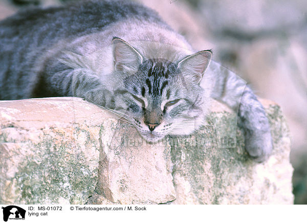 liegende Katze / lying cat / MS-01072