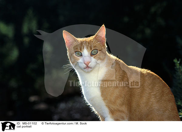 cat portrait / MS-01102