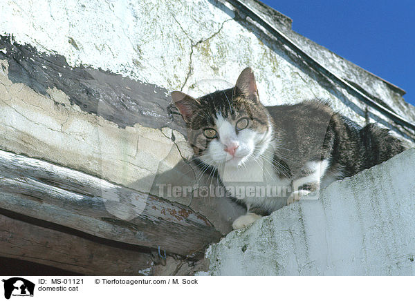 Hauskatze / domestic cat / MS-01121