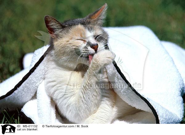 Katze auf Decke / cat on blanket / MS-01132