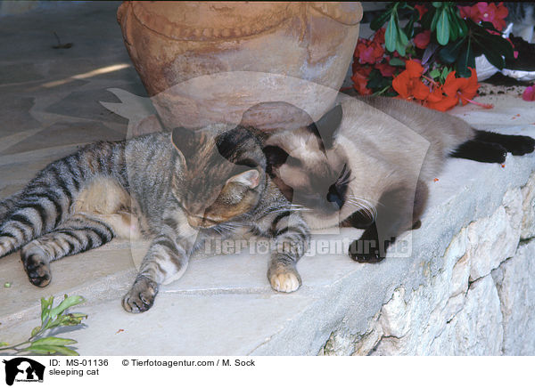 schlafende Katze / sleeping cat / MS-01136