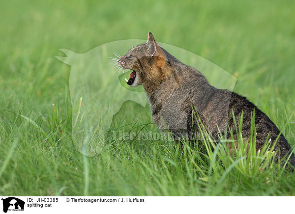 fauchende Katze / spitting cat / JH-03385