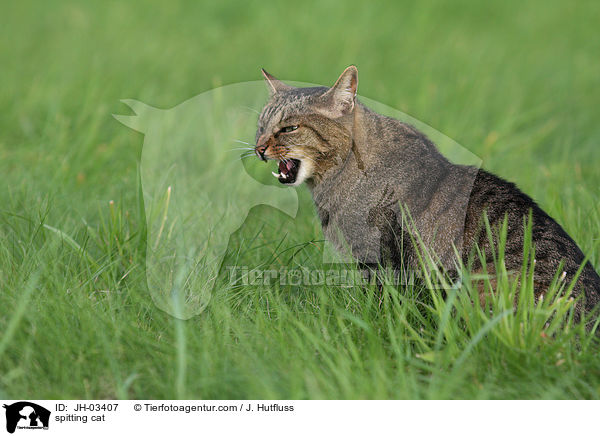 fauchende Katze / spitting cat / JH-03407