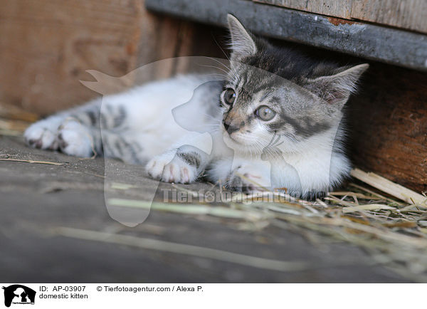 domestic kitten / AP-03907