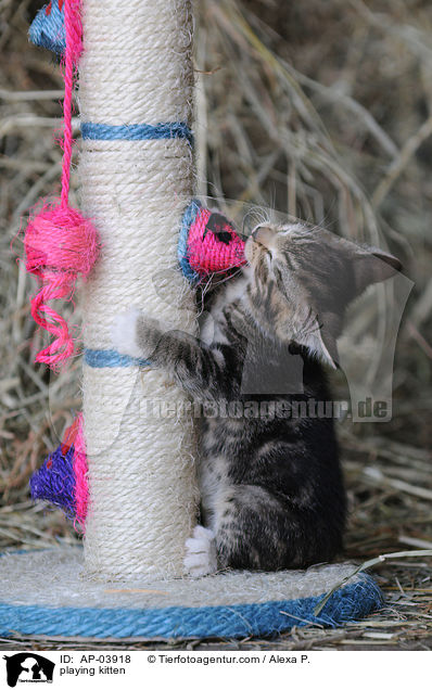 spielende Ktzchen / playing kitten / AP-03918