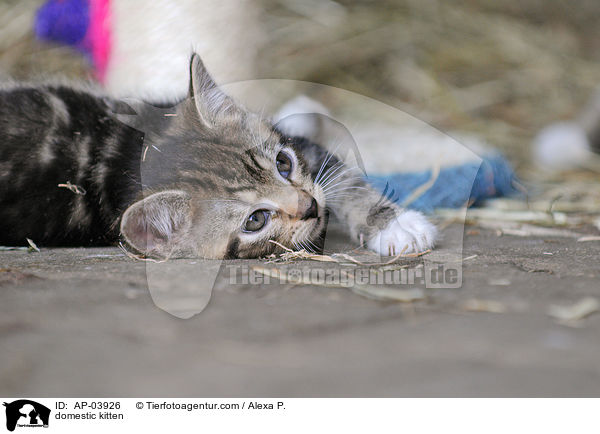 Hausktzchen / domestic kitten / AP-03926