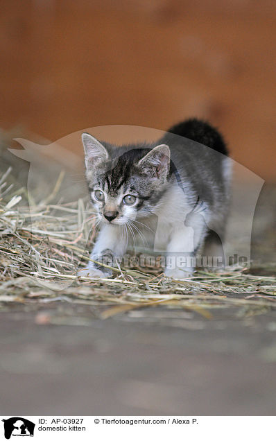 Hausktzchen / domestic kitten / AP-03927