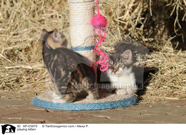 spielende Ktzchen / playing kitten / AP-03970