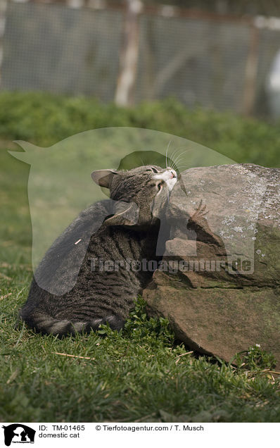 Hauskatze / domestic cat / TM-01465