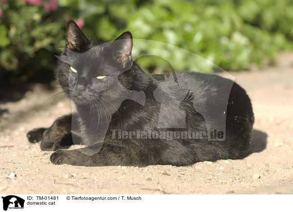 Hauskatze / domestic cat / TM-01481