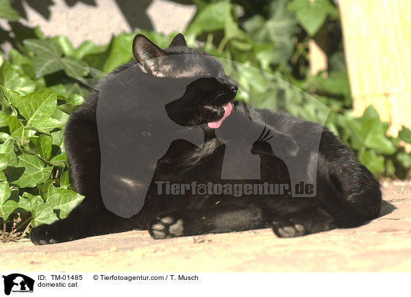 Hauskatze / domestic cat / TM-01485