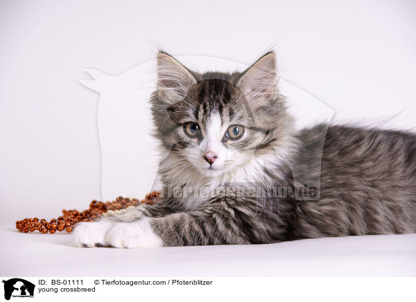 junger Maine-Coon-Mischling / young crossbreed / BS-01111